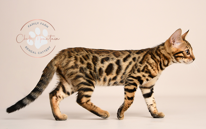 Bengal kitten for sale